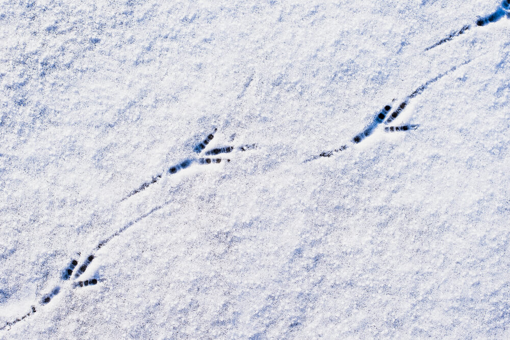things to do in the winter