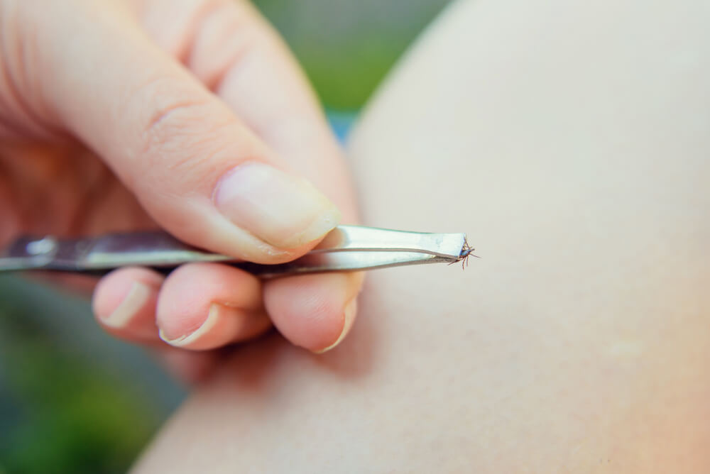 what does a tick bite look like