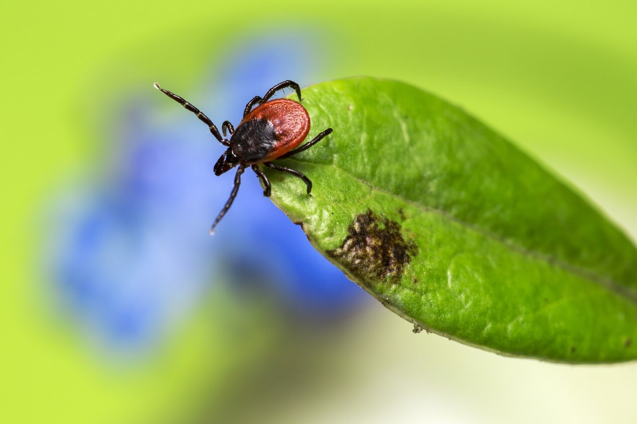 how to remove a tick
