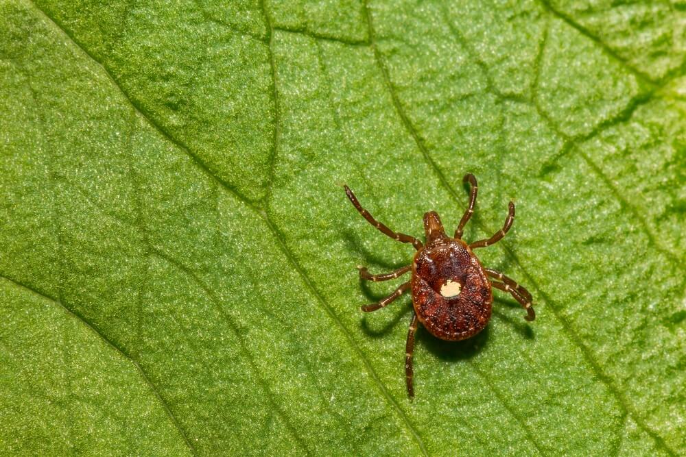 tick bites on humans