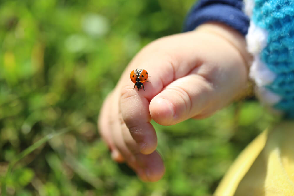 insectophobia