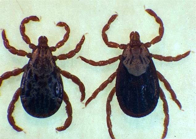 do tick bites itch 