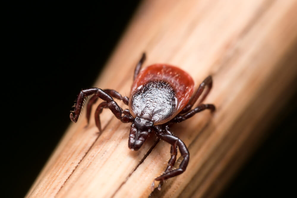 tick removal