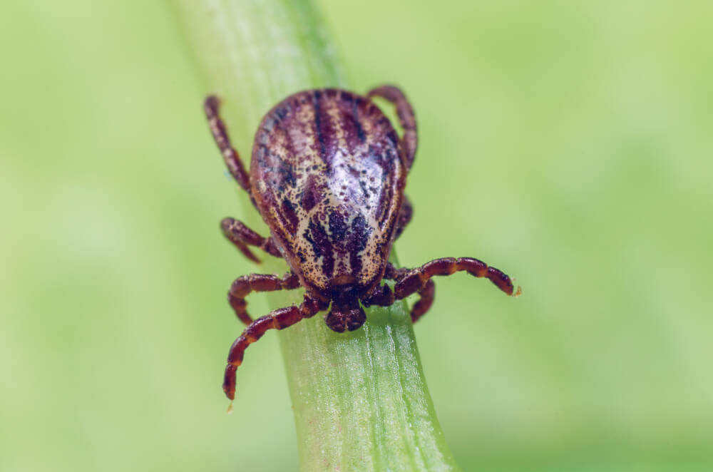 normal tick bite pictures