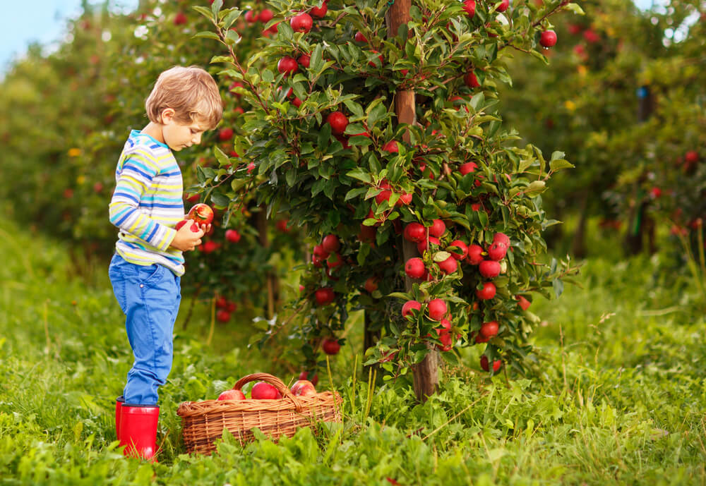 fall activity