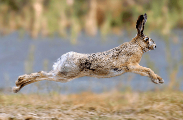 how to draw a rabbit step by step easy