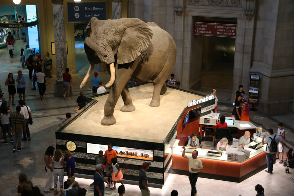 things to do in nyc for kids