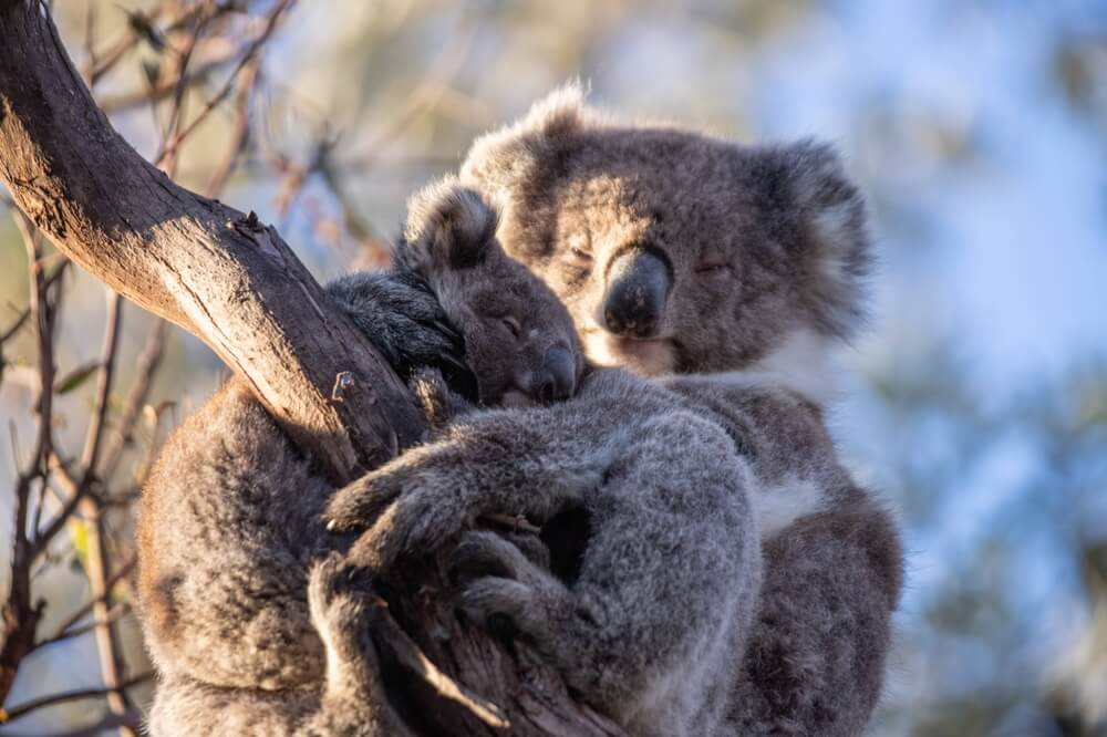 koala parenting